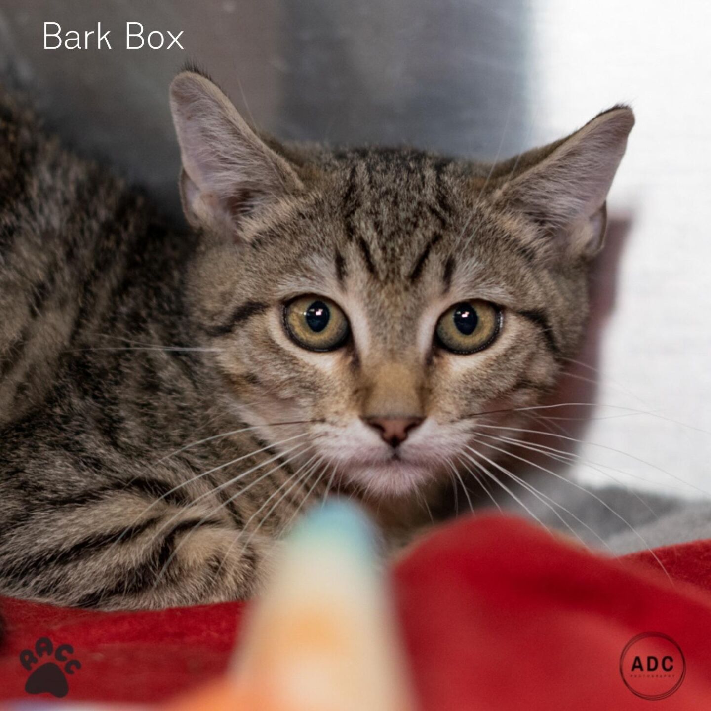 Bark Box